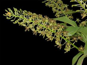 Grammatophyllum scriptum