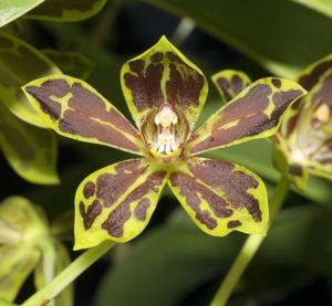 Grammatophyllum scriptum