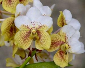 Vanda sanderiana