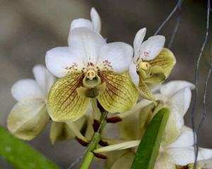 Vanda sanderiana