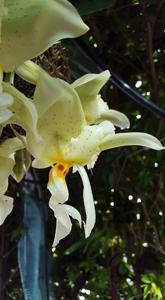 Stanhopea ruckeri