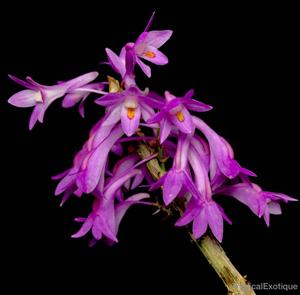 Dendrobium hasseltii