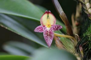 Bulbophyllum macranthum