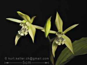 Coelogyne parishii