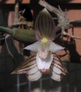 Bulbophyllum ambrosia