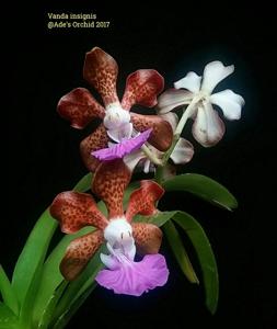 Vanda insignis