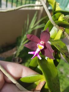 Trichoglottis atropurpurea