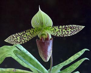 Paphiopedilum sukhakulii