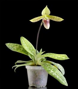 Paphiopedilum sukhakulii