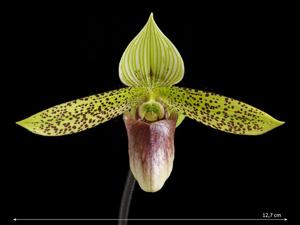 Paphiopedilum sukhakulii