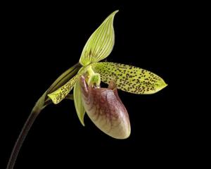 Paphiopedilum sukhakulii