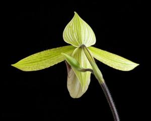 Paphiopedilum sukhakulii