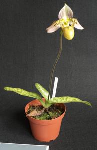 Paphiopedilum acmodontum