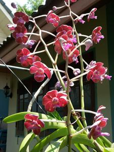 Vanda bensonii