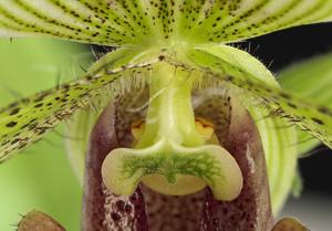 Paphiopedilum sukhakulii