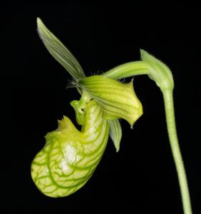 Paphiopedilum venustum