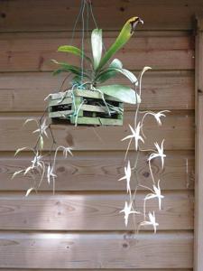 Aerangis arachnopus