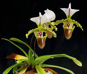 Paphiopedilum spicerianum