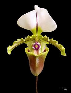 Paphiopedilum spicerianum