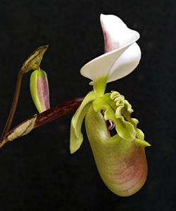 Paphiopedilum spicerianum