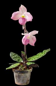 Paphiopedilum vietnamense