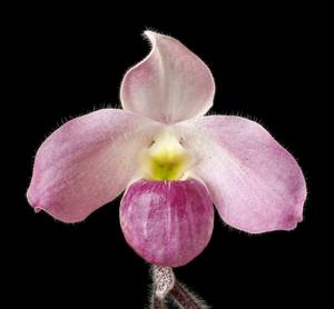 Paphiopedilum vietnamense