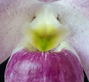 Paphiopedilum vietnamense