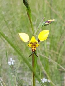 Diuris maculata