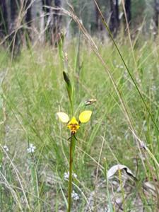 Diuris maculata