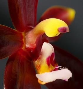 Phalaenopsis cornu-cervi