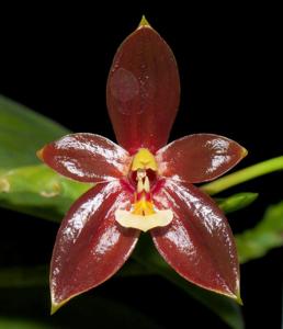 Phalaenopsis cornu-cervi