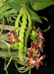 Phalaenopsis cornu-cervi