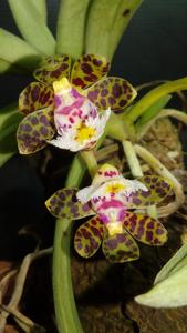 Gastrochilus bellinus