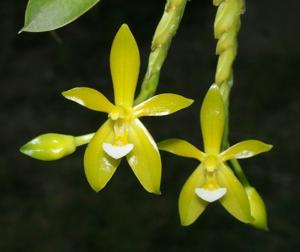 Phalaenopsis cornu-cervi