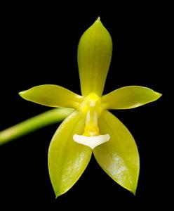 Phalaenopsis cornu-cervi