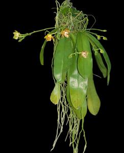 Phalaenopsis amboinensis