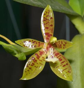 Phalaenopsis cornu-cervi