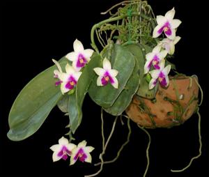 Phalaenopsis bellina