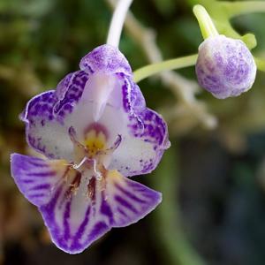 Phalaenopsis appendiculata