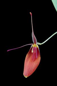 Restrepia cuprea
