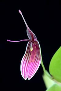 Restrepia purpurea