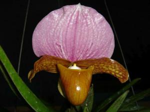 Paphiopedilum charlesworthii