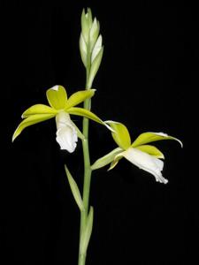 Phaius tankervilleae