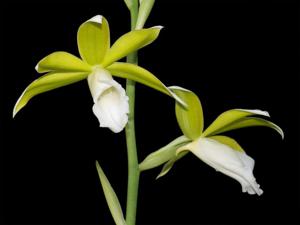 Phaius tankervilleae