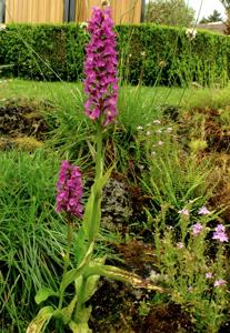 Dactylorhiza majalis