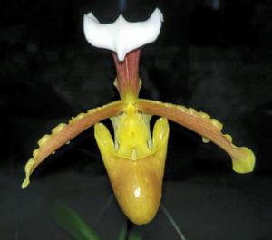 Paphiopedilum coccineum