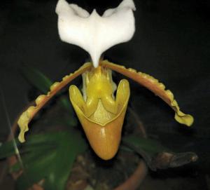 Paphiopedilum coccineum