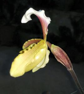 Paphiopedilum coccineum