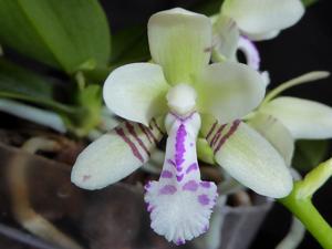 Phalaenopsis japonica