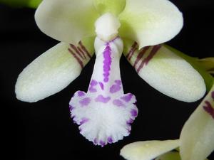 Phalaenopsis japonica